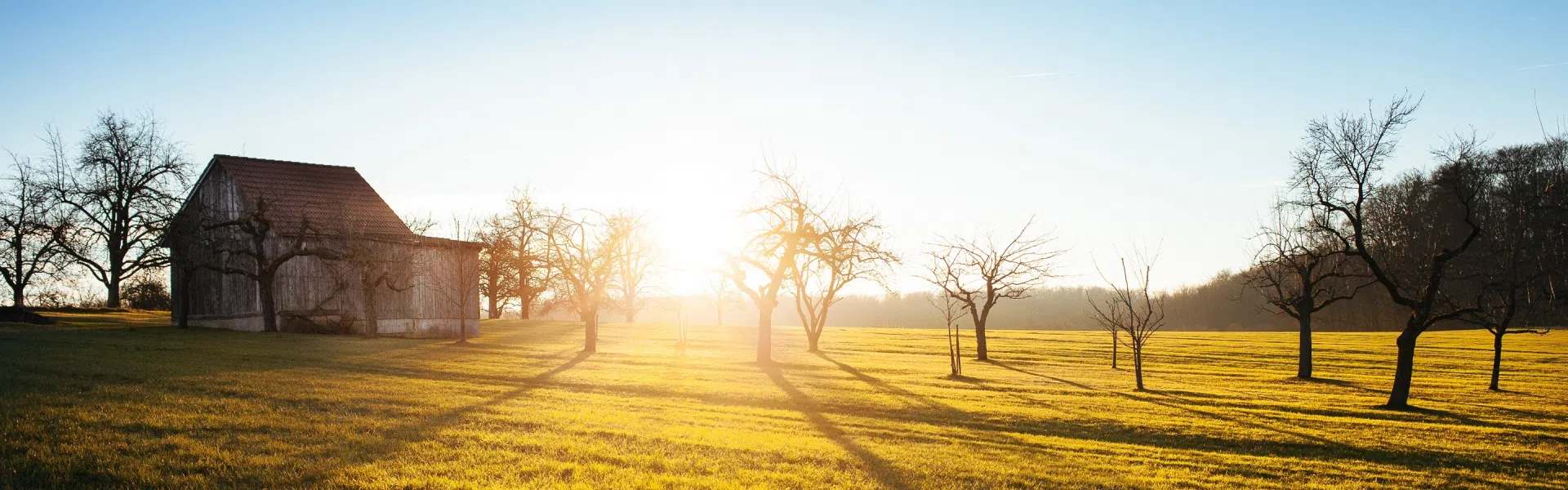 Gepflegte Streuobstwiese mit fachgerechter Obstbaumpflege durch KRANNICH obstbaumpflege