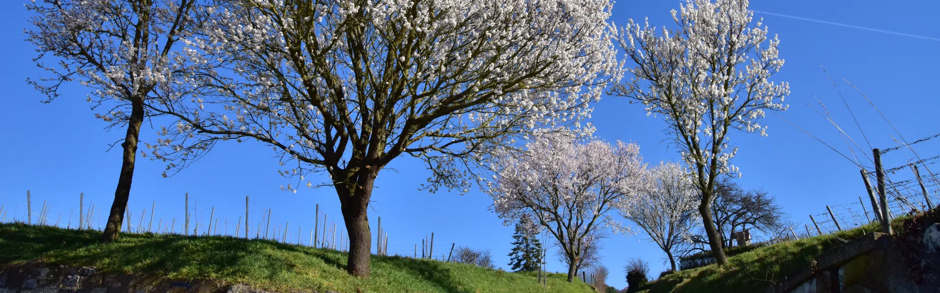 Volle Blüte an Obstbäumen durch fachgerechte Obstbaumpflege mit KRANNICH obstbaumpflege